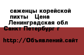 саженцы корейской пихты › Цена ­ 3 000 - Ленинградская обл., Санкт-Петербург г.  »    